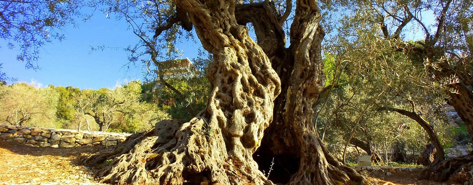 An ancient trunk, twisted by the centuries