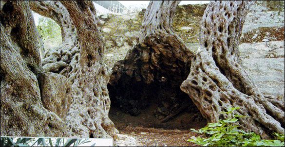 Some trunks have hollowed into great rings