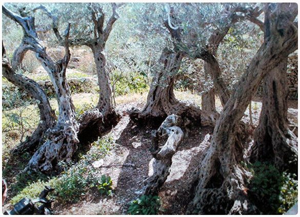 The trees stand in a straight line, planted by human hand