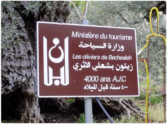 The Ministry of Tourism sign at the olive grove