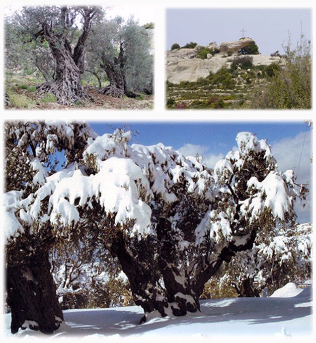 Olive trees under winter snow