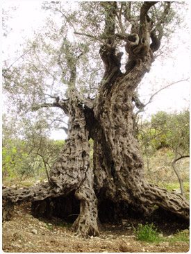 Still bearing fruit after thousands of years