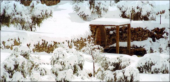 Snow on the village gardens